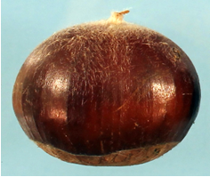 chestnut_1