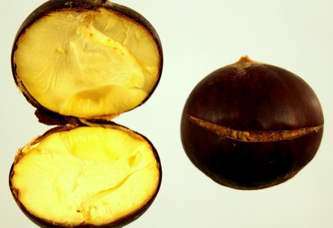 roasted_chestnut-671×460