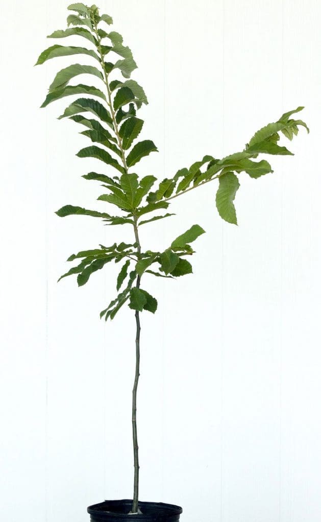Container Nursery Stock