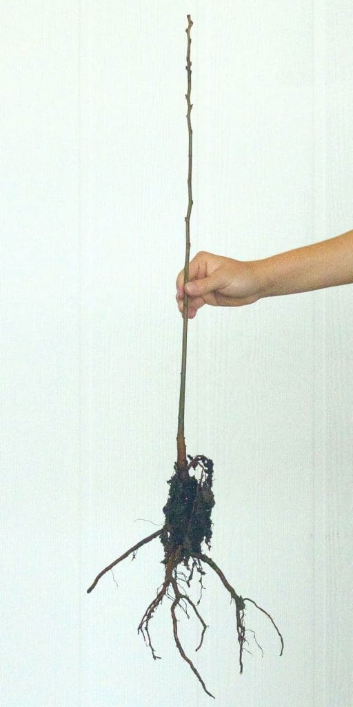 1-yr Bare Root Seedlings